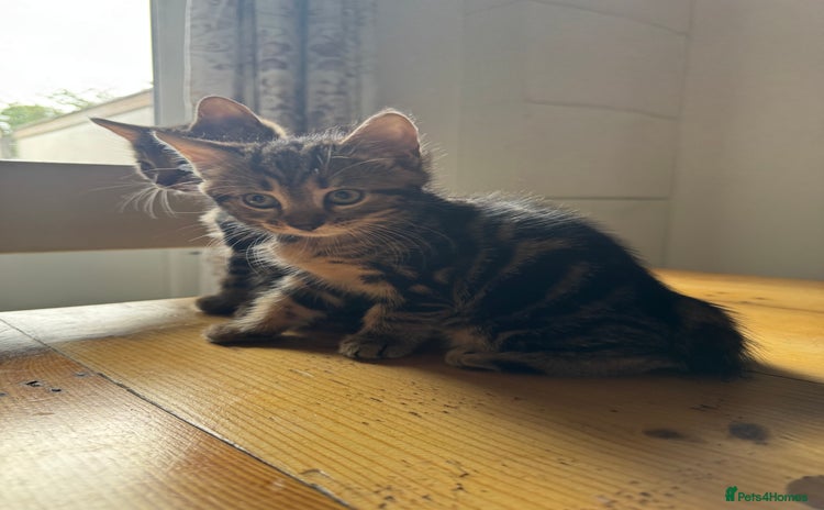 Mixed Breed cats - Advert 16
