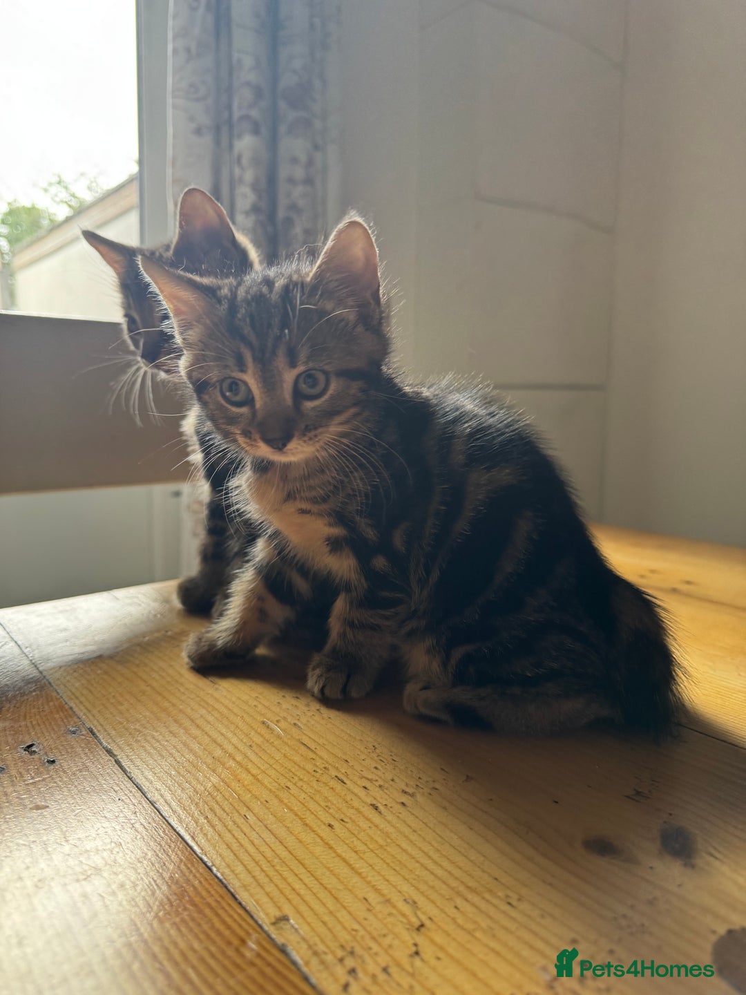 Mixed Breed cats for sale: 2 Beautiful Tabby Female Kittens - Image 1