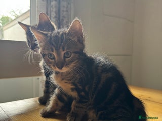 Mixed Breed cats - Advert 28