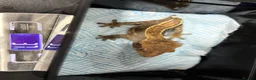 Gecko reptiles for sale: Various crested geckos for sale  - Advert 9