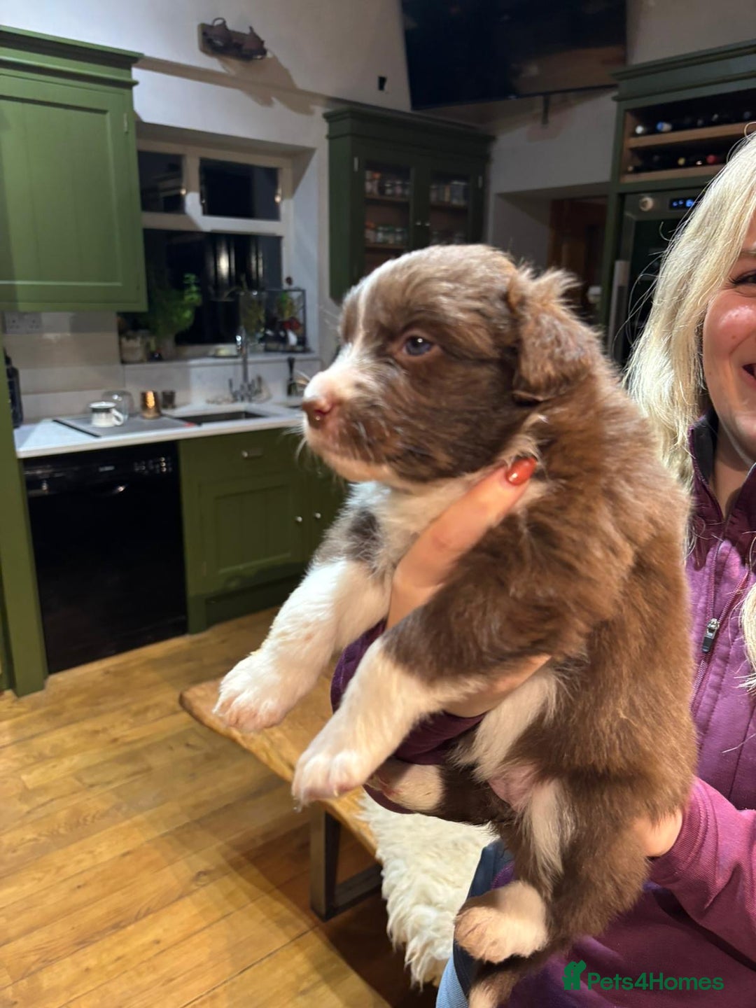 Border Collie dogs for sale: Beautiful Red Merle & Red Border Collie Puppies - Advert 15