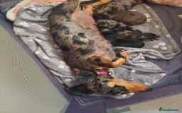 Miniature Dachshund dogs for sale: Miniature Dachshund - Image 3