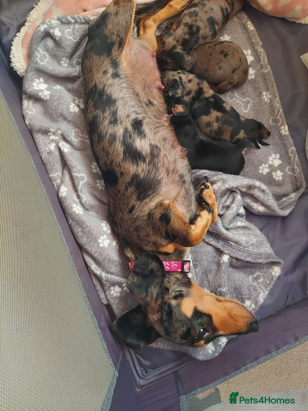 Miniature Dachshund dogs for sale: Miniature Dachshund - Image 3
