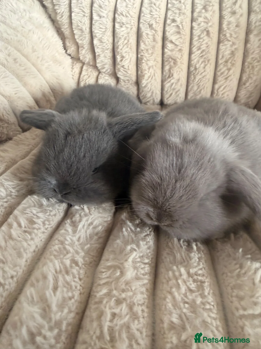 Mini Lop rabbits for sale: Gorgeous mini lops for sale  - Advert 9