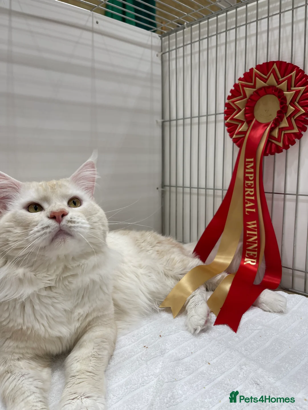 Maine Coon cats for sale: Maine Coon Kittens From the Grand Champion Line - Advert 2