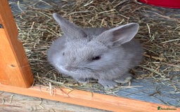 Mixed Breed rabbits for sale: mixed breed baby bunnies  - Image 19