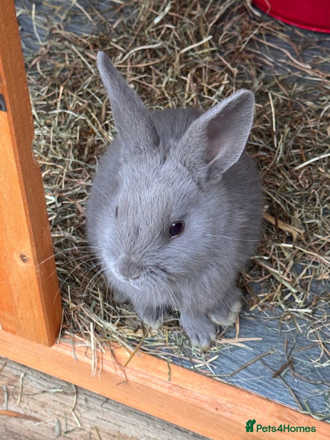 Mixed Breed rabbits for sale: mixed breed baby bunnies  - Image 19