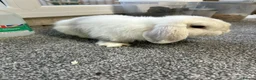 Mini Lop rabbits for sale:  Mini Lop Babies Ready to leave :) - Advert 6