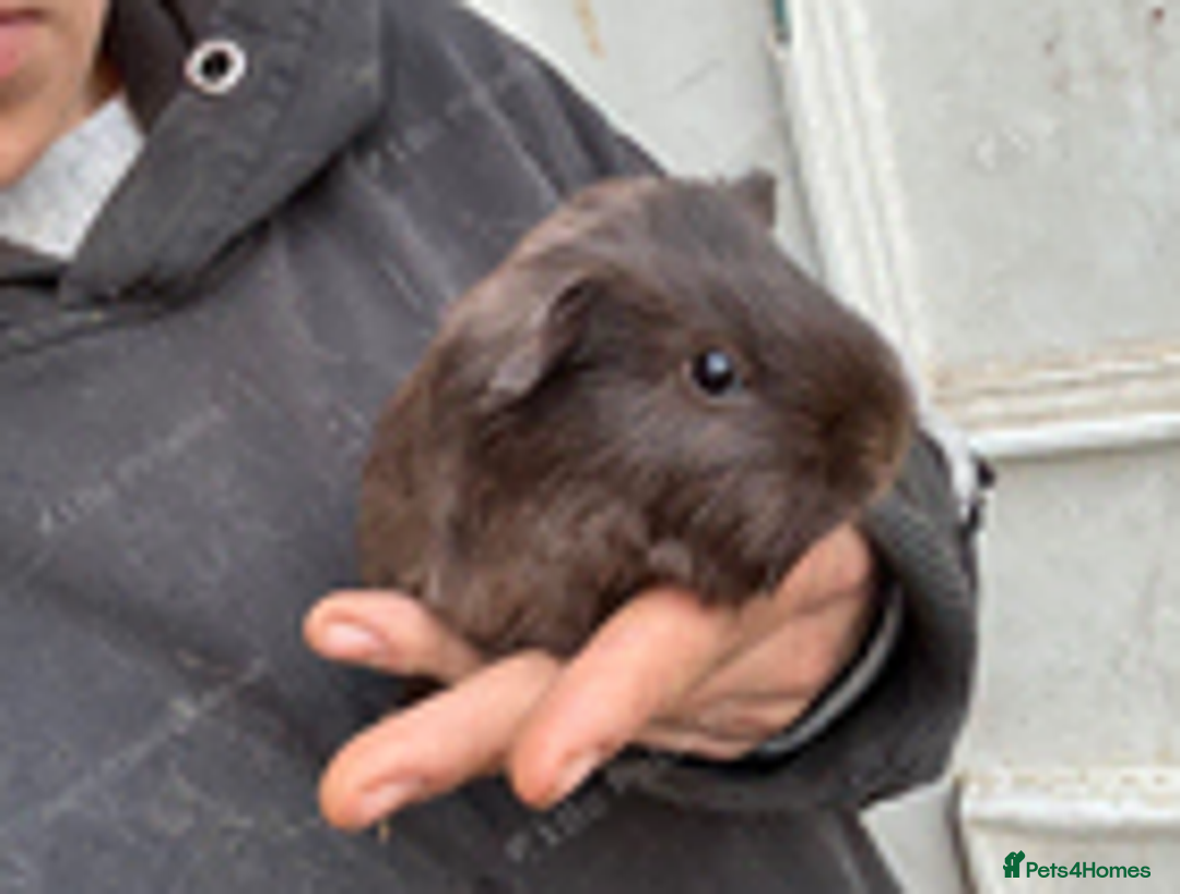 Guinea Pig rodents for sale: WANTED  - Advert 1
