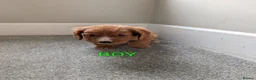 Cocker Spaniel dogs for sale: Fox Red Cocker Spaniel Pups  in Bishop Auckland - Advert 4
