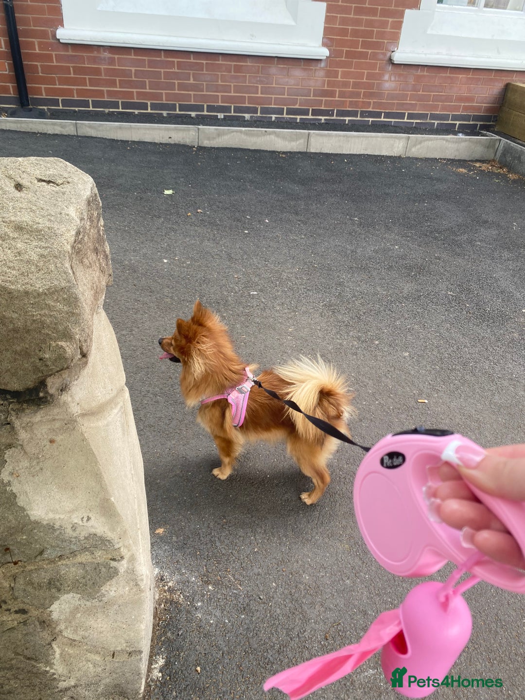 German Spitz dogs for sale: German Spitz girl  - Image 5