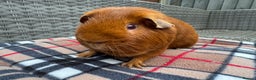 Guinea Pig rodents for sale: Beautiful boys  - Advert 19