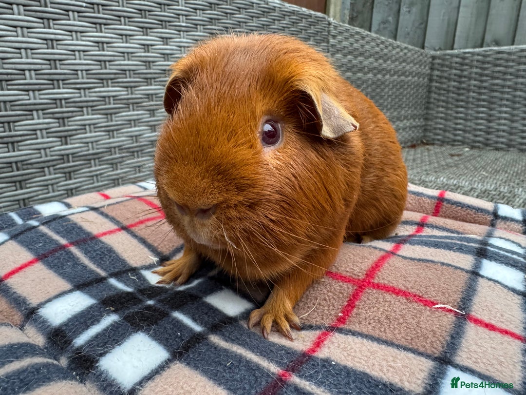 Guinea Pig rodents for sale: Beautiful boys  - Advert 19