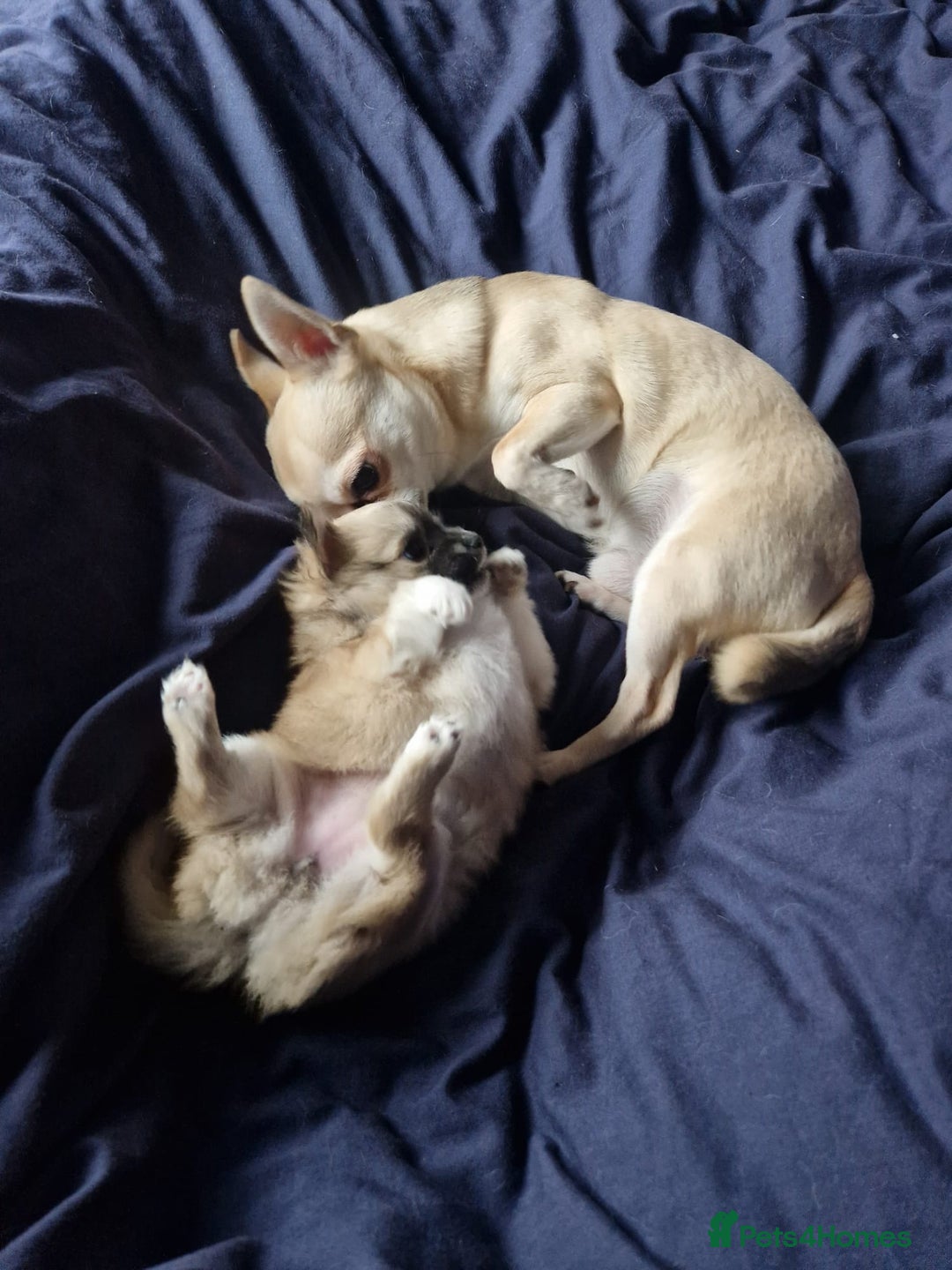 Chihuahua dogs for sale: Beautiful chihuahua girl - Advert 5