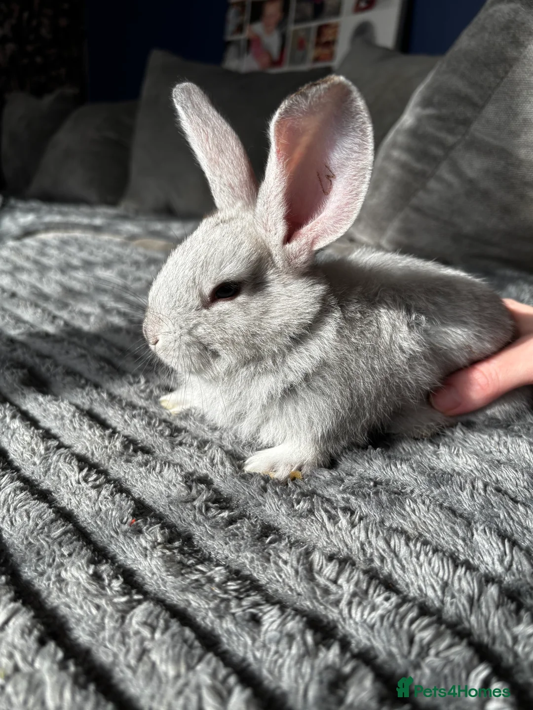 Continental Giant rabbits for sale: GERMAN GIANTS (continentals) 8 kits available  - Advert 8