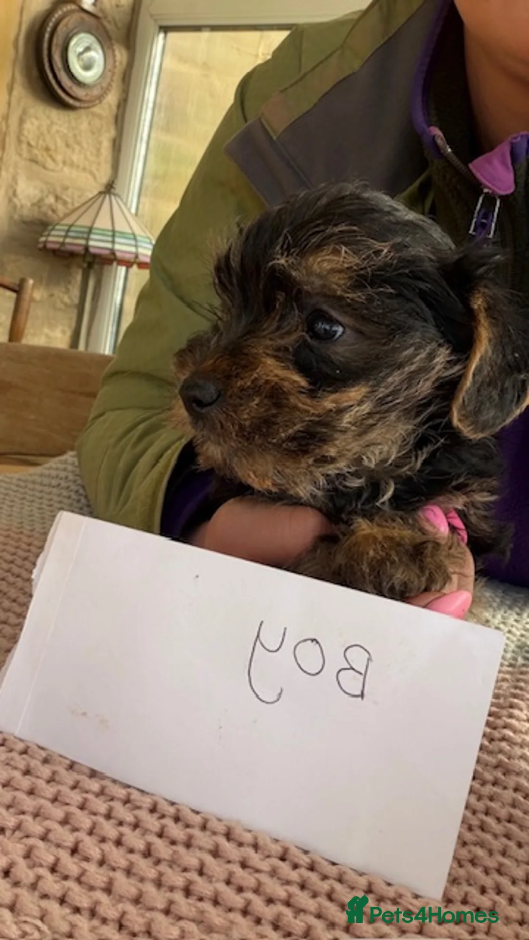 Yorkiepoo dogs for sale: Yorkipoos  - Advert 5
