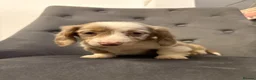Dachshund dogs for sale: Miniature Dachshund puppies  - Advert 9