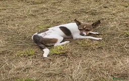 Mixed Breed dogs for adoption: Nutty Nula - Image 1