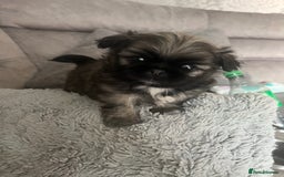 Mixed Breed dogs for sale: Pekingese / Pomeranian puppies for sale - REDUCED  in Leicester - Image 6