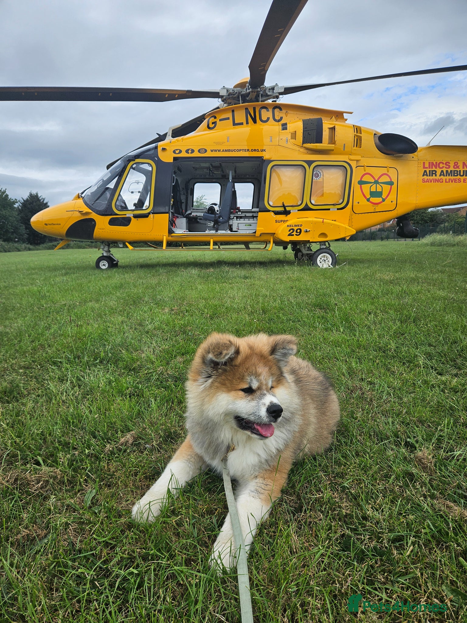Japanese Akita Inu dogs for sale: RKC Registered Long-Coat Female - Advert 2