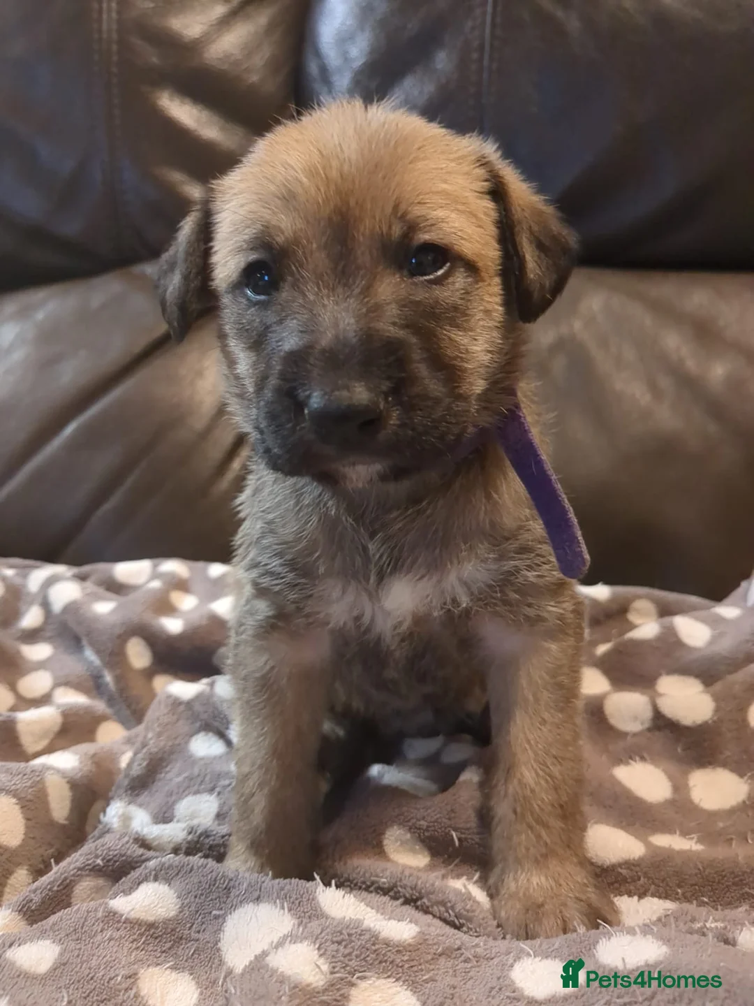 Lurcher dogs for sale: Lurcher pups Bedlington x whippet x greyh x collie - Advert 10