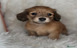 Dachshund dogs for sale: Cream (shaded) long haired dachshunds  - Image 7