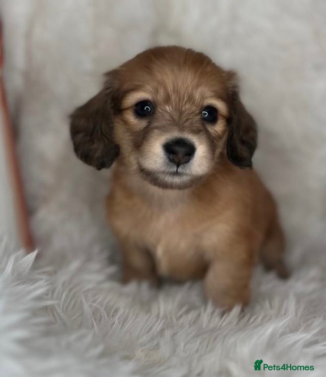 Dachshund dogs for sale: Cream (shaded) long haired dachshunds  - Image 7