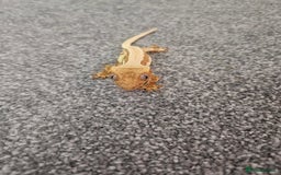 Gecko reptiles for sale: High Expression LilyWhite Crested Gecko - Image 4