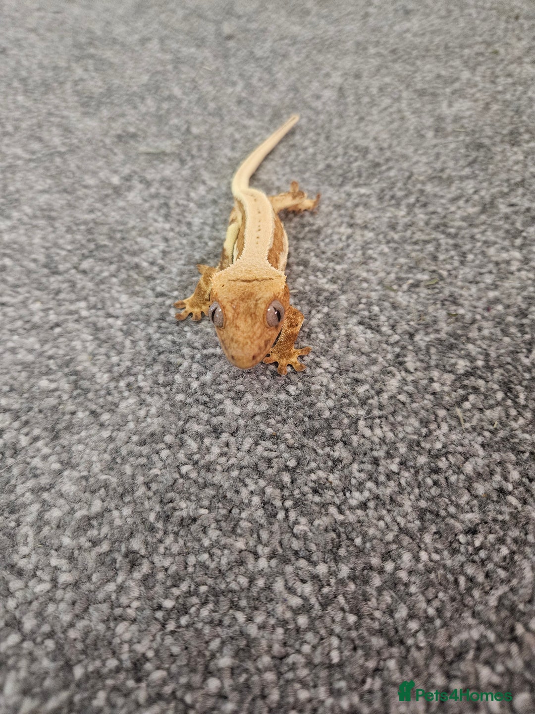 Gecko reptiles for sale: High Expression LilyWhite Crested Gecko - Image 4