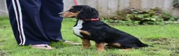 Cocker Spaniel dogs for sale: 5 Months Old Male Working Cocker KC Reg - Advert 5