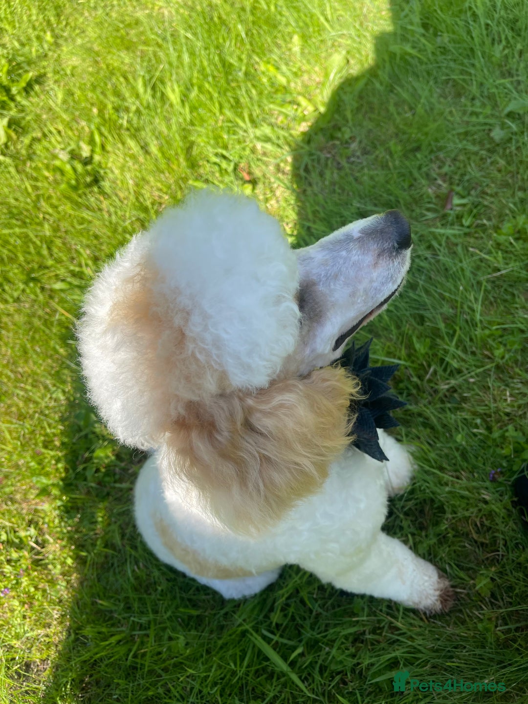 Miniature Poodle dogs for stud: Red/aipricot parti poodle. DNA clear  in Porth - Advert 4