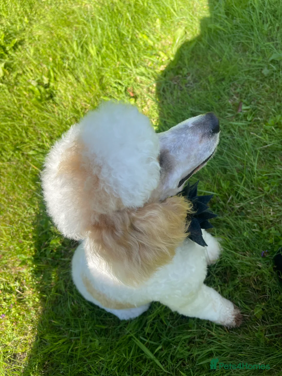 Miniature Poodle dogs for stud: Red/aipricot parti poodle. DNA clear  in Porth - Advert 4