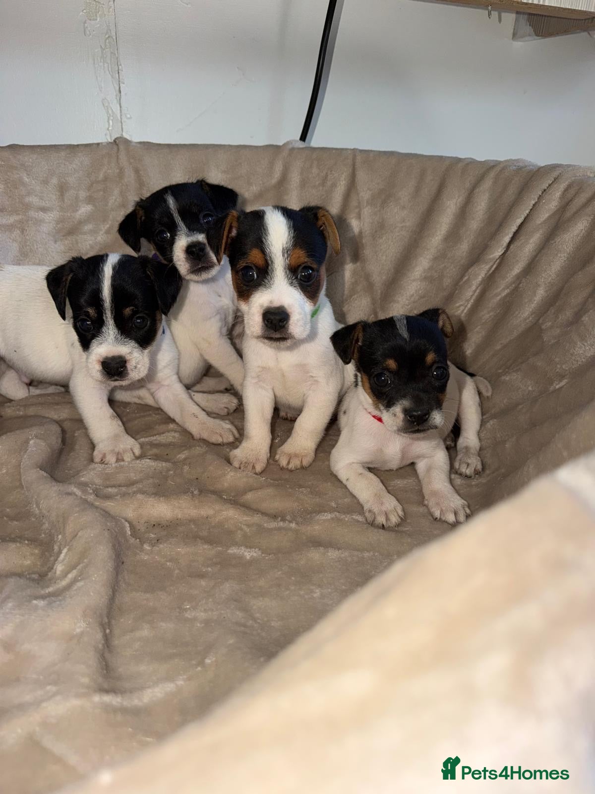 Jack Russell dogs Beautiful jack Russell pups  - Advert 4