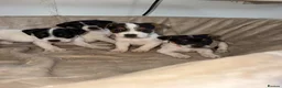 Jack Russell dogs for sale: Beautiful jack Russell pups  - Advert 1