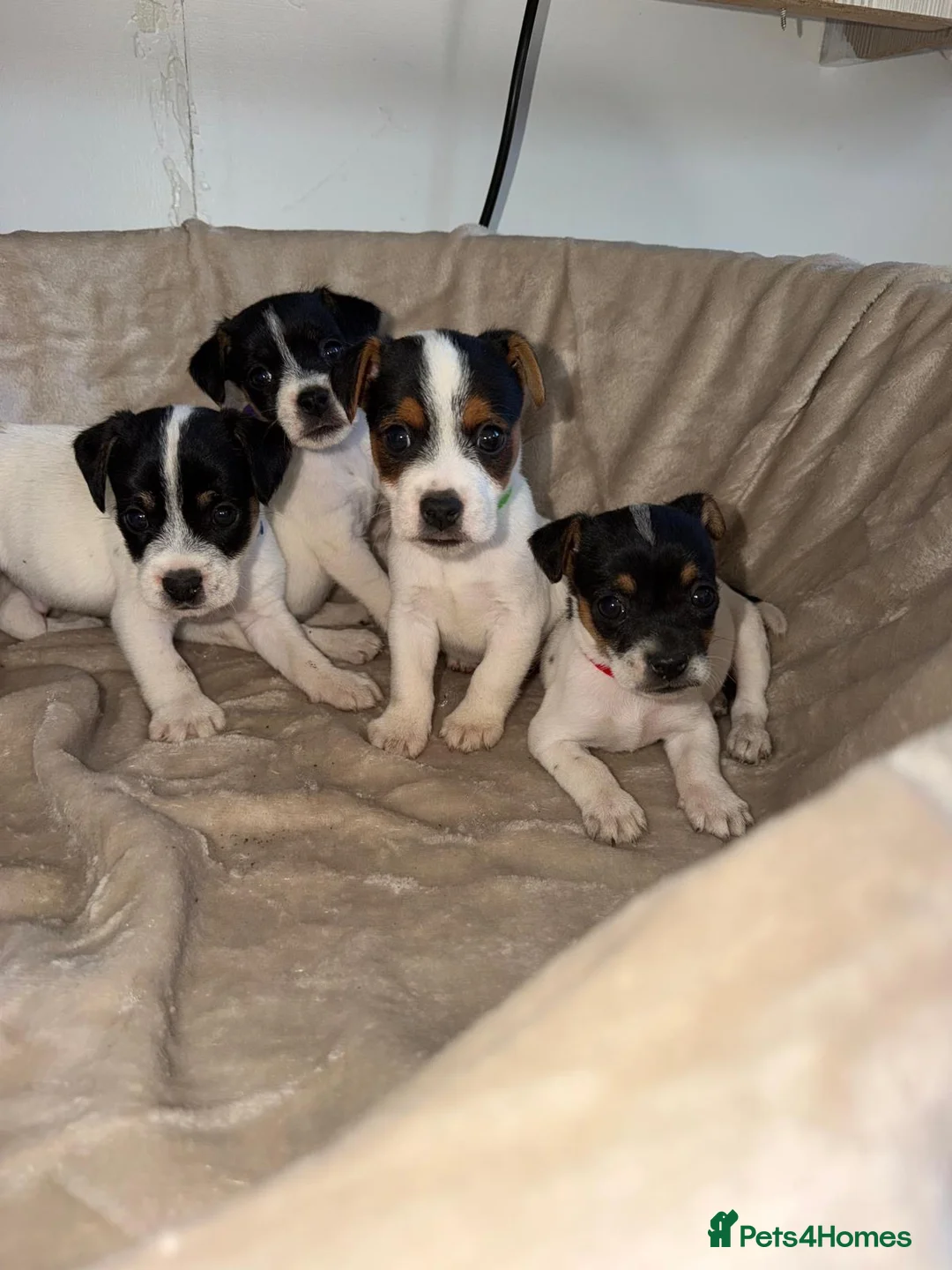 Jack Russell dogs for sale: Beautiful jack Russell pups  - Advert 1