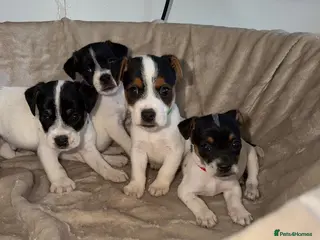 Jack Russell dogs Beautiful jack Russell pups - ready Friday - Advert 6