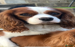 Cavalier King Charles Spaniel dogs for sale: Health tested proven stud - Image 2