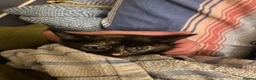 Mixed Breed cats for sale: Fantastic Farm Kittens  - Advert 14