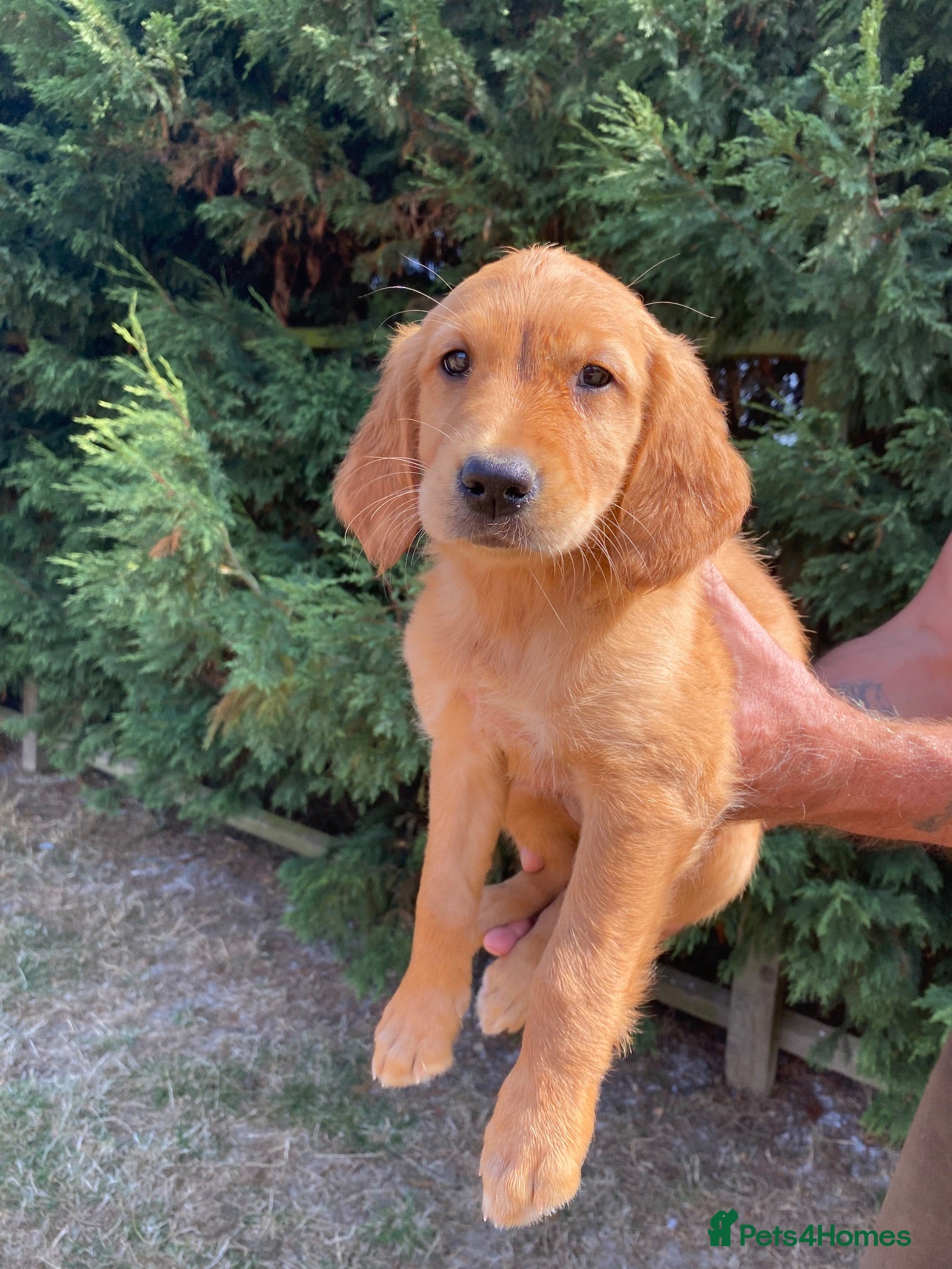 Golden Retriever dogs KC REG  RED Golden Retriever puppies  - Advert 1
