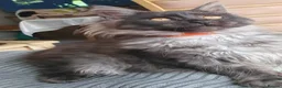 Maine Coon cats for sale: Main coon kittens - Advert 2