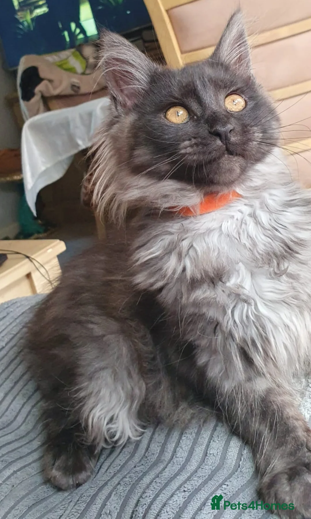Maine Coon cats for sale: Main coon kittens - Advert 2