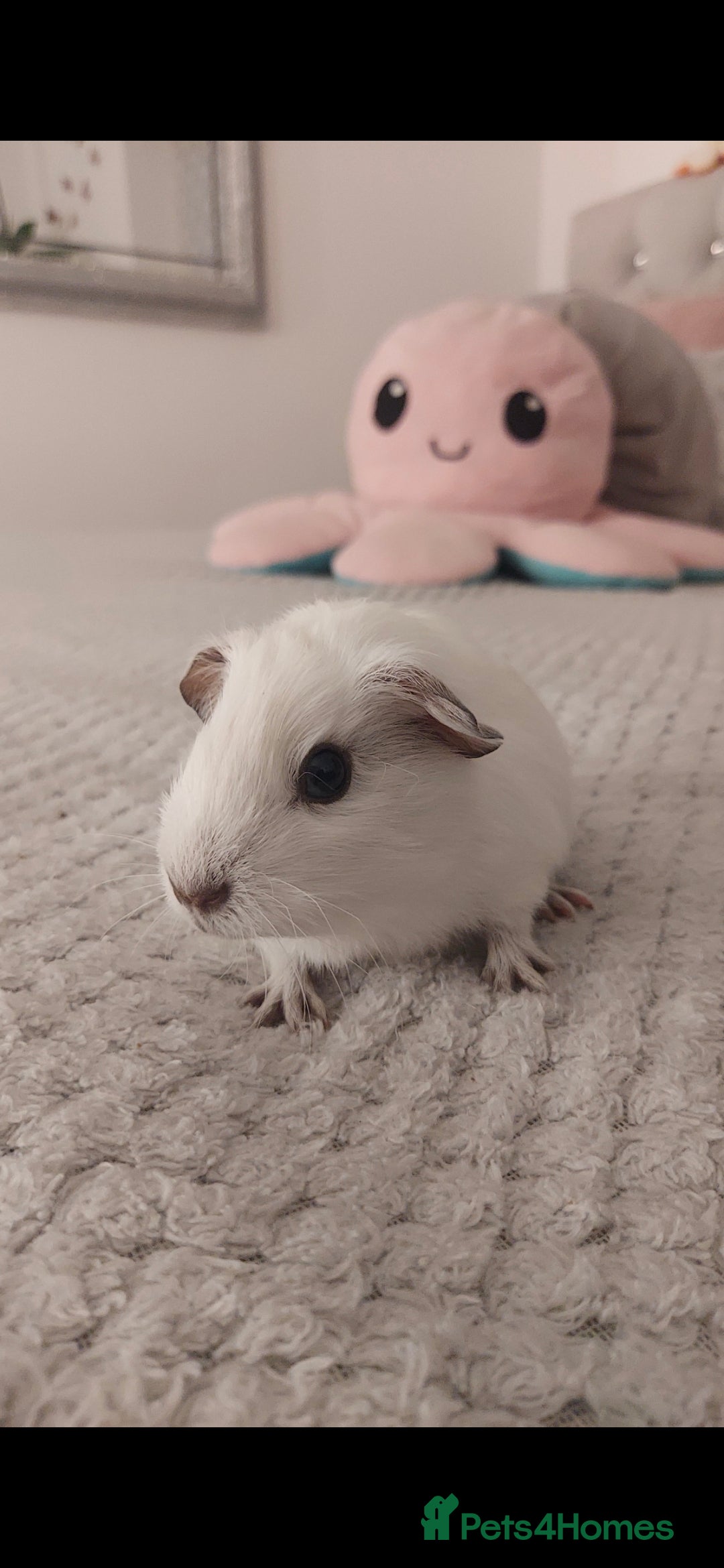 Mini Lop rabbits for sale: Guinea Pigs in Walsall - Image 6