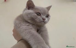 British Shorthair cats for sale: GCCF Active Championship line Blue & Lilac Kittens - Image 7