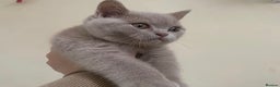British Shorthair cats for sale: GCCF Active Championship line Blue & Lilac Kittens - Advert 6