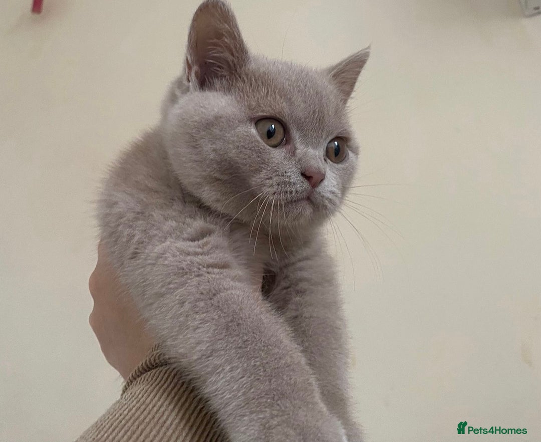 British Shorthair cats for sale: GCCF Active Championship line Blue & Lilac Kittens - Image 7