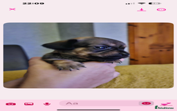 Mixed Breed dogs for sale: Beautiful F1 Daug puppies for sale  - Advert 3