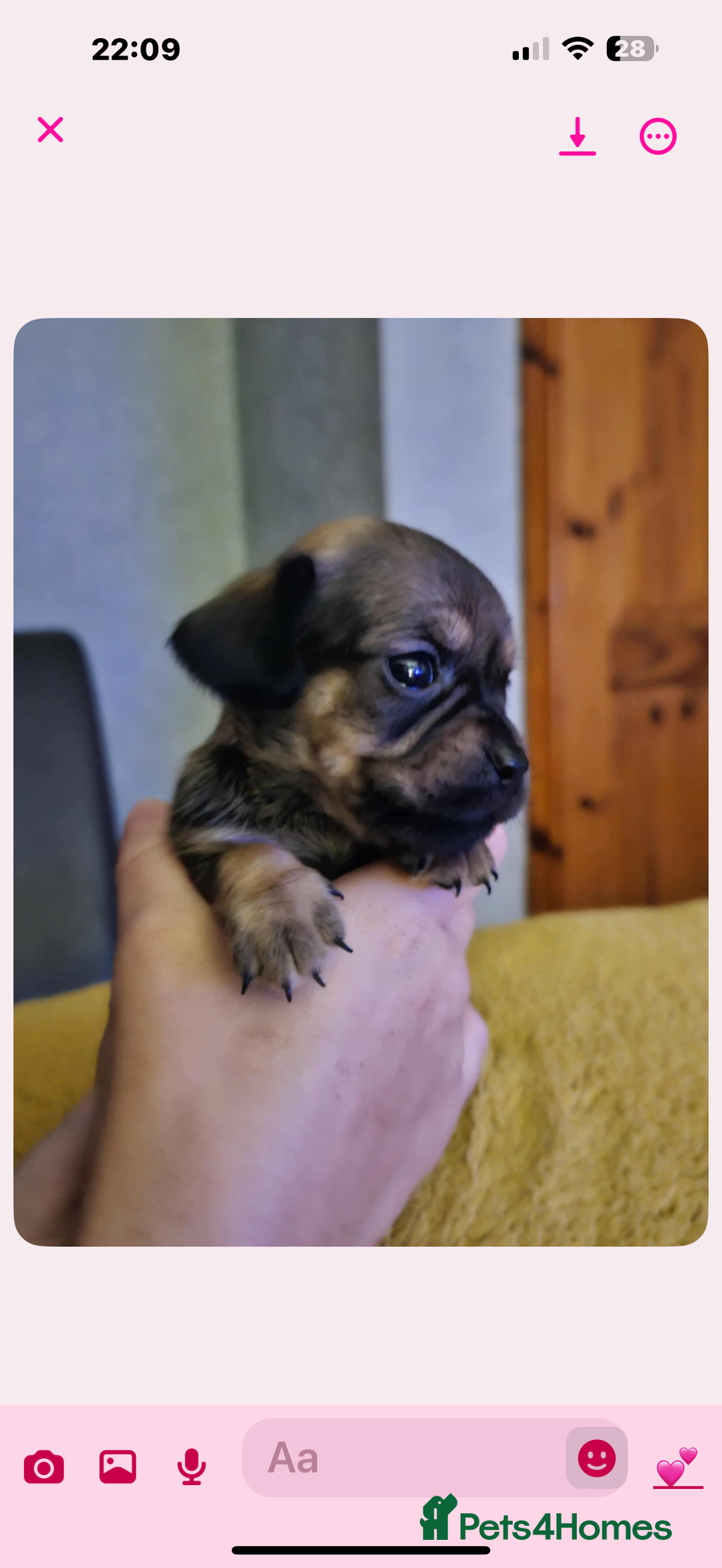 Mixed Breed dogs for sale: Beautiful F1 Daug puppies for sale  - Advert 3