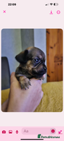 Mixed Breed dogs Beautiful F1 Daug puppies for sale - Advert 5