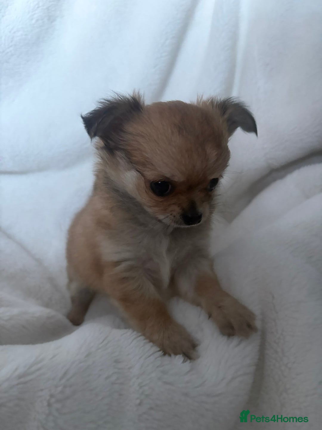 Chihuahua dogs for sale: long hair chihuahua - Advert 7