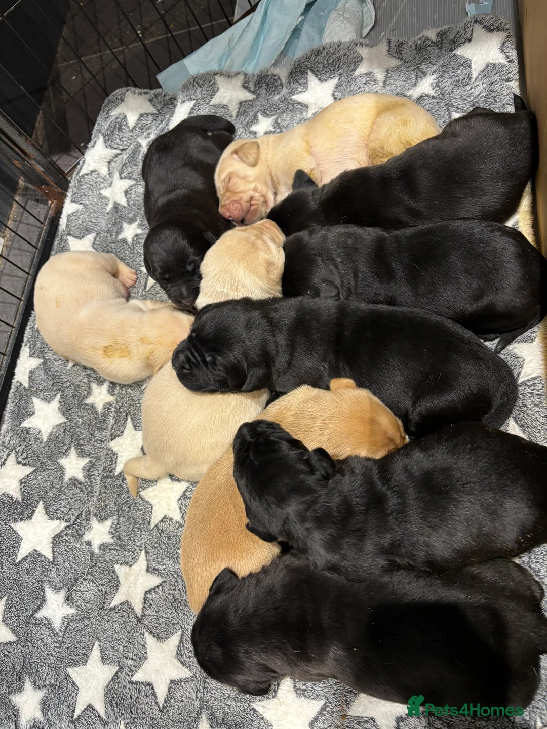 Labrador Retriever dogs for sale: Gorgeous KC registered Labrador puppies  - Advert 8